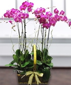 7 dall mor lila orkide  zmir Torbal 14 ubat sevgililer gn iek 