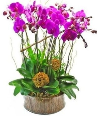 Ahap ktkte lila mor orkide 8 li  zmir Karyaka iek yolla , iek gnder , ieki  