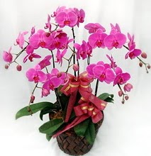 Sepet ierisinde 5 dall lila orkide  zmir Bornova kaliteli taze ve ucuz iekler 