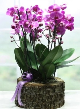 Ktk ierisinde 6 dall mor orkide  zmir Bornova kaliteli taze ve ucuz iekler 