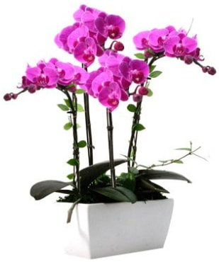 Seramik vazo ierisinde 4 dall mor orkide  zmir eme iek servisi , ieki adresleri 