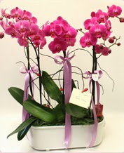 Beyaz seramik ierisinde 4 dall orkide  zmir Bornova kaliteli taze ve ucuz iekler 