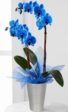 Seramik vazo ierisinde 2 dall mavi orkide  zmir Dikili iek maazas , ieki adresleri 