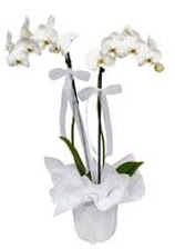 2 dall beyaz orkide  zmir Menemen iek siparii vermek 