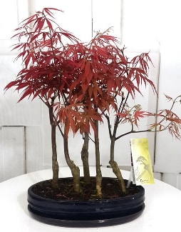 5 adet japon akaaa bonsai iei  zmir eme iek servisi , ieki adresleri 