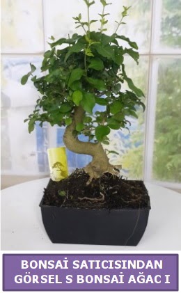 S dal erilii bonsai japon aac  zmir eme iek servisi , ieki adresleri 