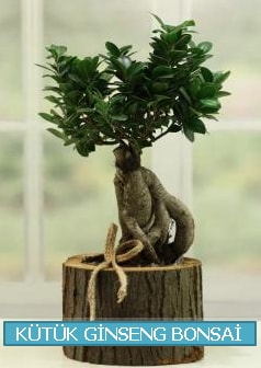 Ktk aa ierisinde ginseng bonsai  zmir Torbal 14 ubat sevgililer gn iek 