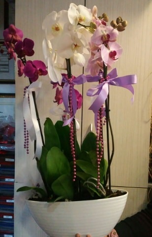 Mor ve beyaz ve pembe 6 dall orkide  zmir Bornova kaliteli taze ve ucuz iekler 