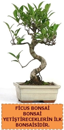 Ficus bonsai 15 ile 25 cm arasndadr  zmir Urla anneler gn iek yolla 