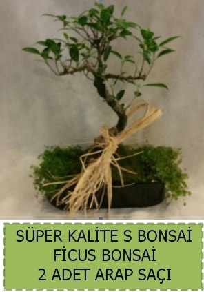 Ficus S Bonsai ve arap sa  zmir Knk iek online iek siparii 
