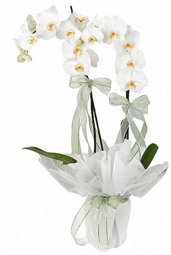 ift Dall Beyaz Orkide  zmir Balova hediye iek yolla 