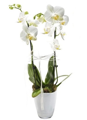 2 dall beyaz seramik beyaz orkide sakss  zmir Torbal 14 ubat sevgililer gn iek 