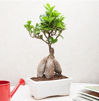 Exotic Ficus Bonsai ginseng  zmir Dikili internetten iek sat 