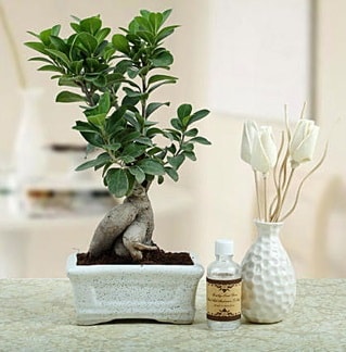Ginseng ficus bonsai  zmir Karyaka nternetten iek siparii 