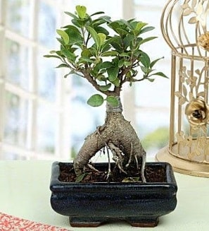 Appealing Ficus Ginseng Bonsai  zmir Balova hediye iek yolla 