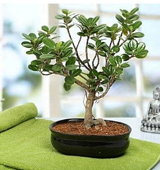 Lovely Ficus Iceland Bonsai  zmir Balova hediye iek yolla 