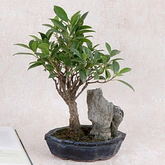 Japon aac Evergreen Ficus Bonsai  zmir Torbal 14 ubat sevgililer gn iek 