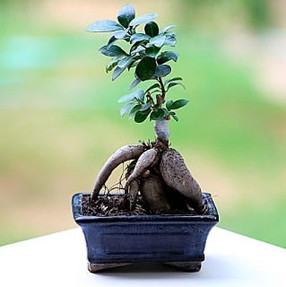 Marvellous Ficus Microcarpa ginseng bonsai  zmir Bayrakl iek yolla 