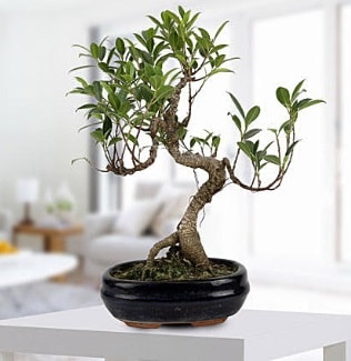 Gorgeous Ficus S shaped japon bonsai  zmir demi online iek gnderme sipari 
