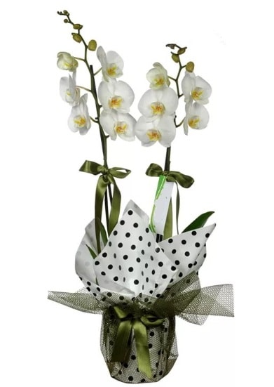 ift Dall Beyaz Orkide  zmir Aliaa ucuz iek gnder 