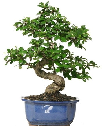 21 ile 25 cm aras zel S bonsai japon aac  zmir Knk iek online iek siparii 