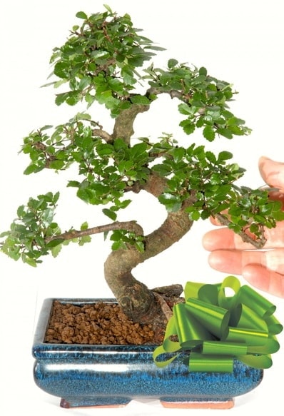 Yaklak 25 cm boyutlarnda S bonsai  zmir Konak online ieki , iek siparii 
