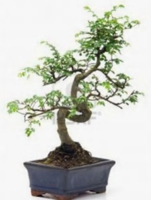 S gvde bonsai minyatr aa japon aac  zmir eme iek servisi , ieki adresleri 