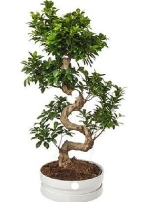 90 cm ile 100 cm civar S peyzaj bonsai  zmir Torbal 14 ubat sevgililer gn iek 