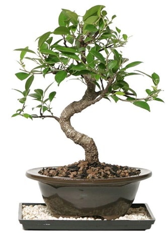 Altn kalite Ficus S bonsai  zmir Knk iek online iek siparii  Sper Kalite