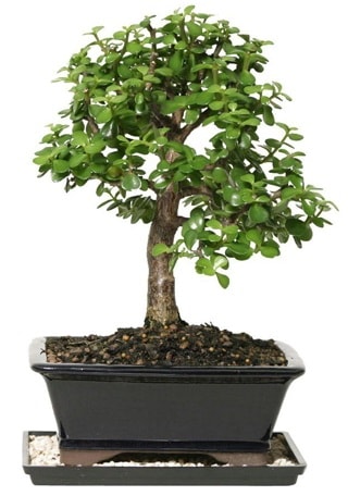 15 cm civar Zerkova bonsai bitkisi  zmir Konak online ieki , iek siparii 