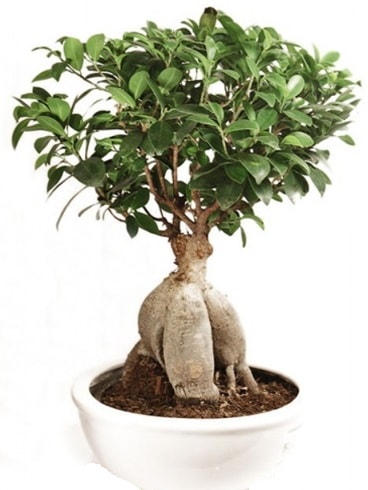 Ginseng bonsai japon aac ficus ginseng  zmir Tire uluslararas iek gnderme 
